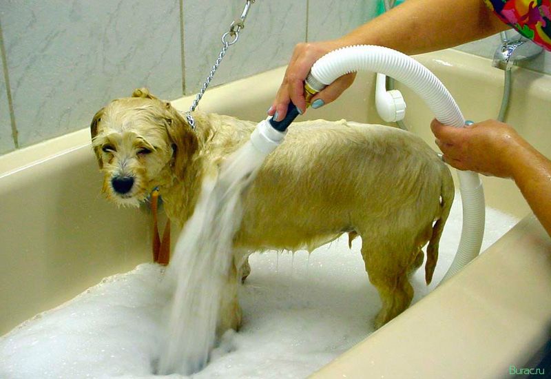 Как мыть собаку по окончании выгула
